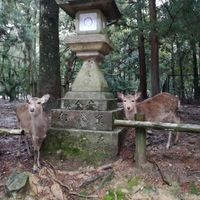 Viaggio di nozze Giappone! - 1