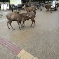 Viaggio di nozze Giappone! - 2