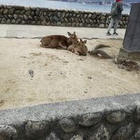 Viaggio di nozze Giappone! - 3