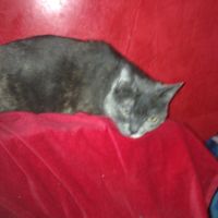 Animali domestici - 1