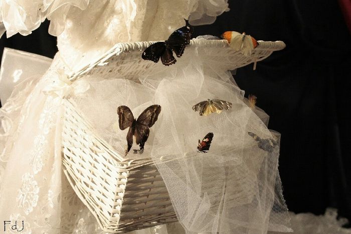 Volo delle colombe, farfalle, lanterne e fuochi d'artificio - 6