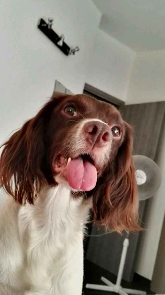 Animali domestici - 1