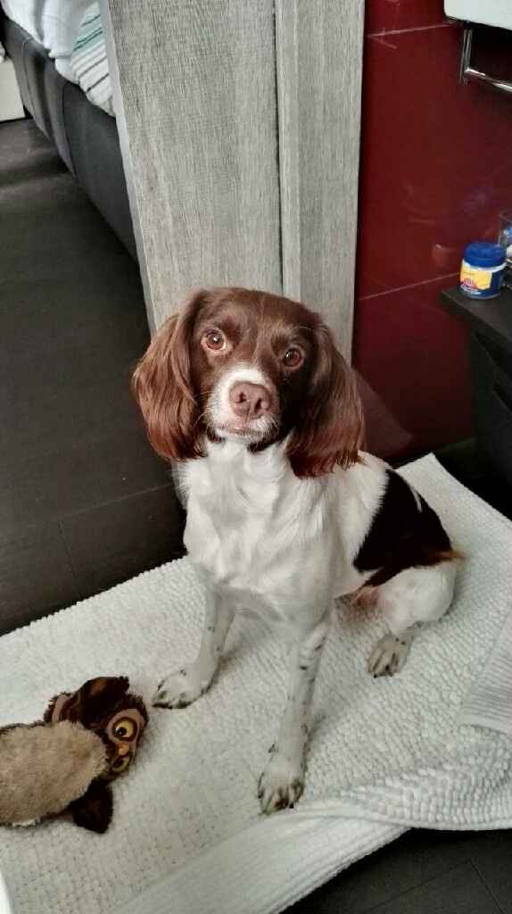 Consiglio cucciolo - 1