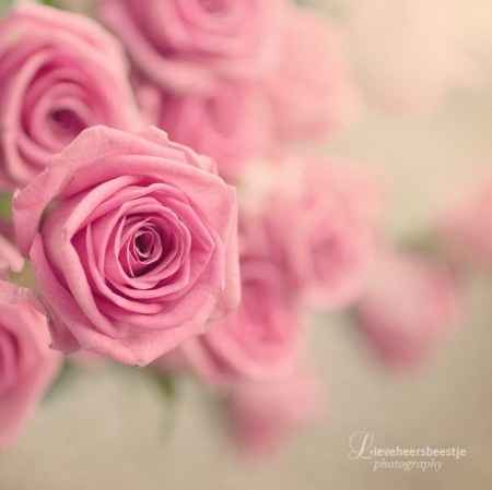 Vorrei rose ovunque :)