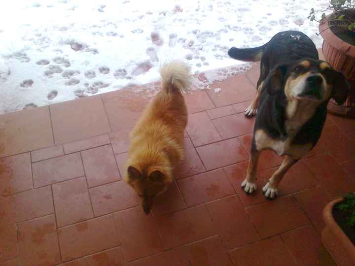 nerina e roky