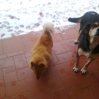 nerina e roky