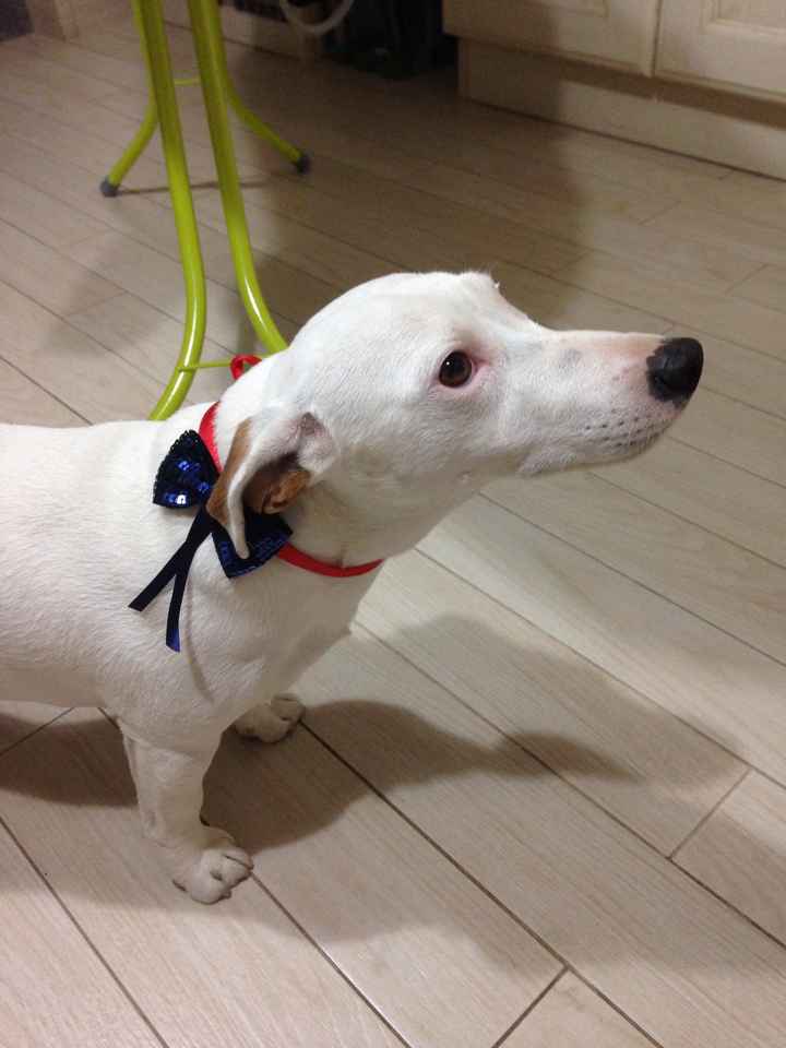 Bimbo peloso😍🐶 - 2