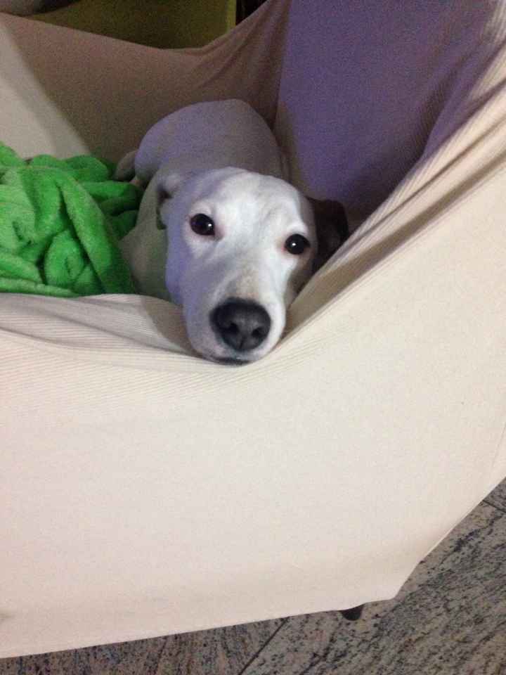 Bimbo peloso al matrimonio 😍🐶 - 2