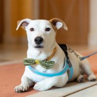 Pelosetti a cerimonia e ricevimento: come li avete gestiti ? - 1