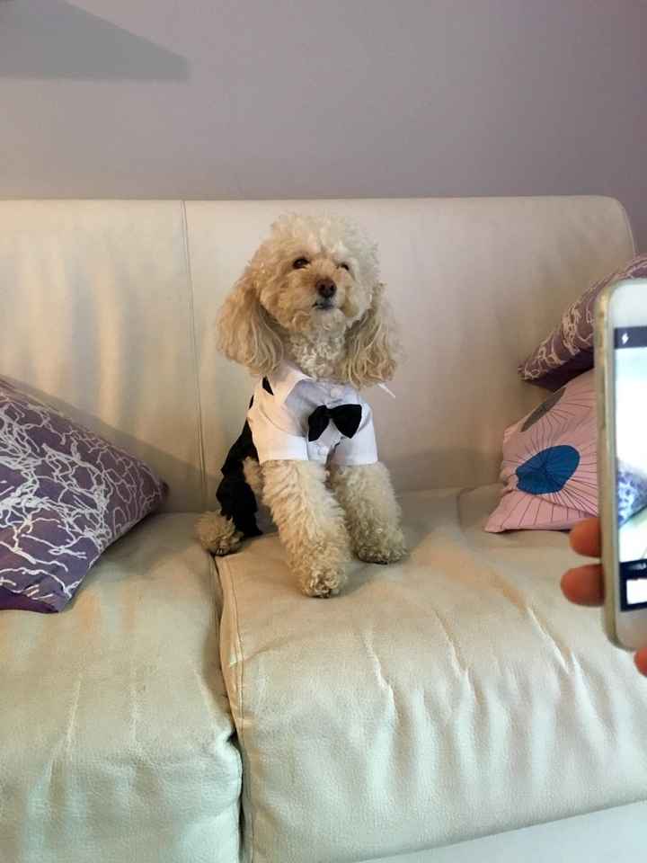 I nostri amici pelosi pronti per le nozze - 1