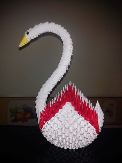cigno