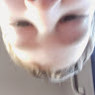 Lorenzo
