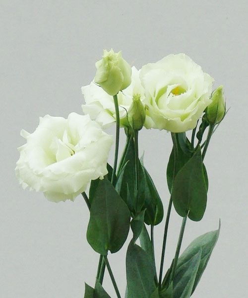 lisianthus