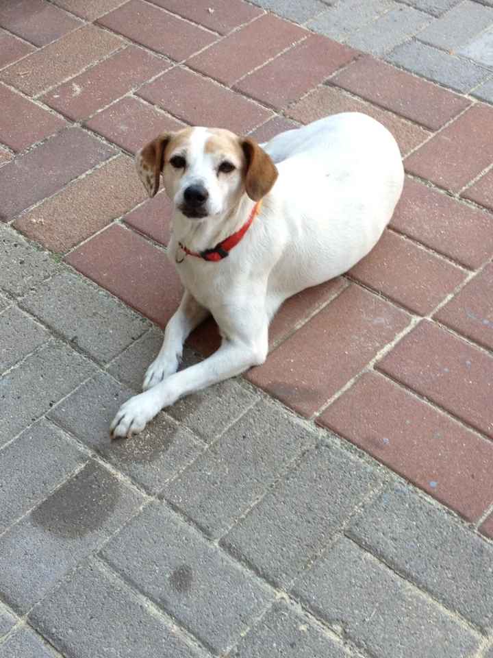 Ecco il nostro "bimbo" - 2