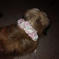 Coroncina per le pelosette😊 - 1