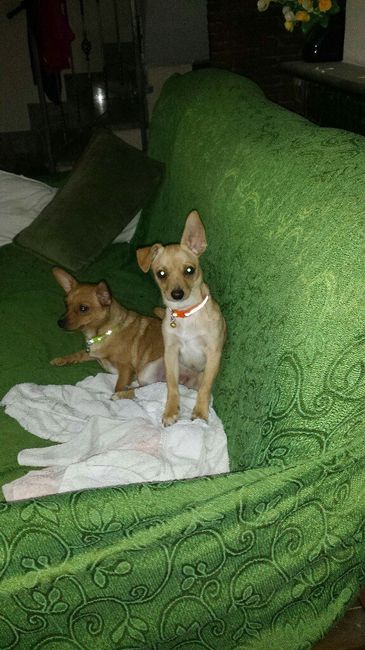 Damigella d'onore molto  particolare - 1