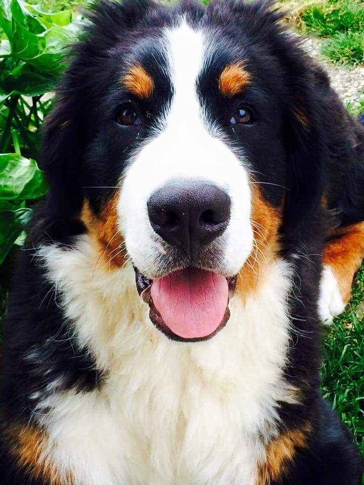 Too cute: i vostri amici animali - 1