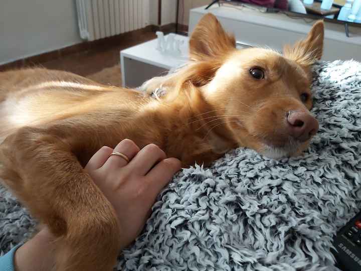 Animali domestici - 1