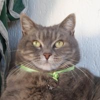 Il mio anello!