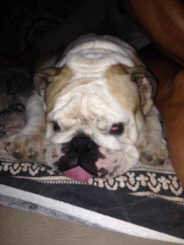 Consigli Dog sitter a Verona - 1