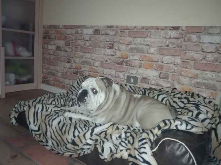 Consigli Dog sitter a Verona - 2