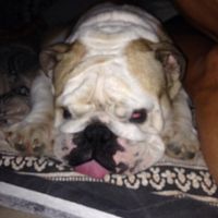 Consigli Dog sitter a Verona - 1