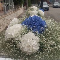 Chi ha usato le ortensie? - 2