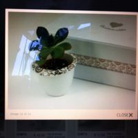 Bomboniere Cuorematto - 1