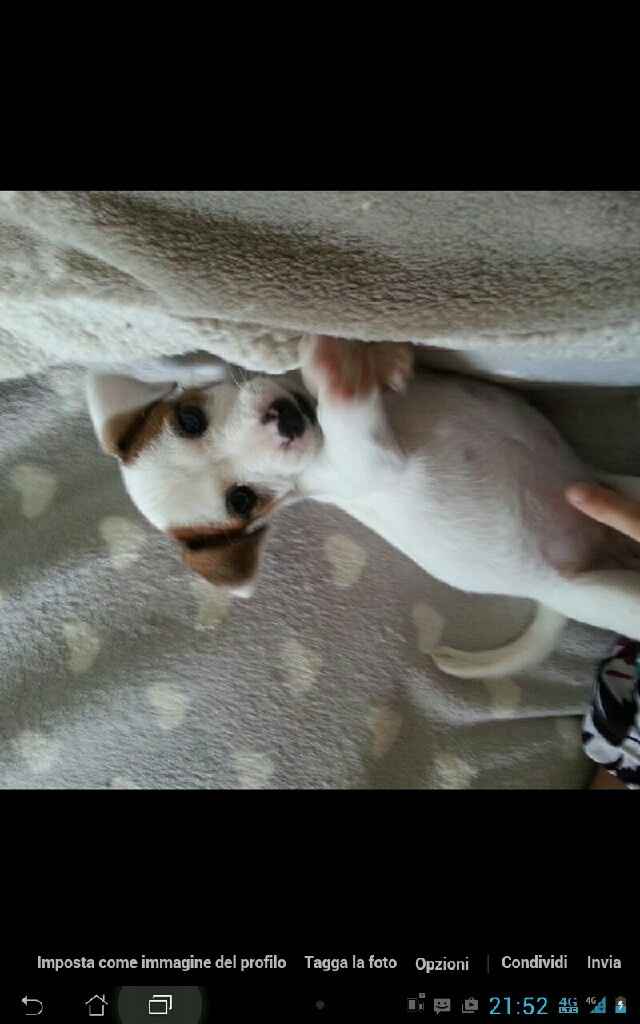 I nostri amici a 4 zampe - 1