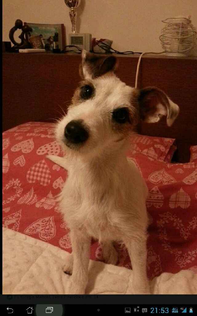 I nostri amici a 4 zampe - 2