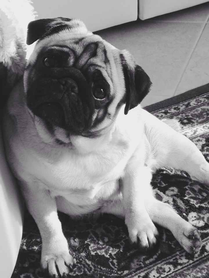 Chi di voi sposine ha dei cani ? - 2