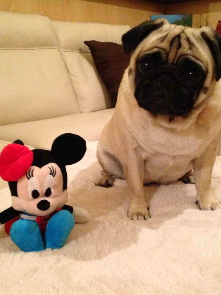 I nostri amici a 4 zampe - 1