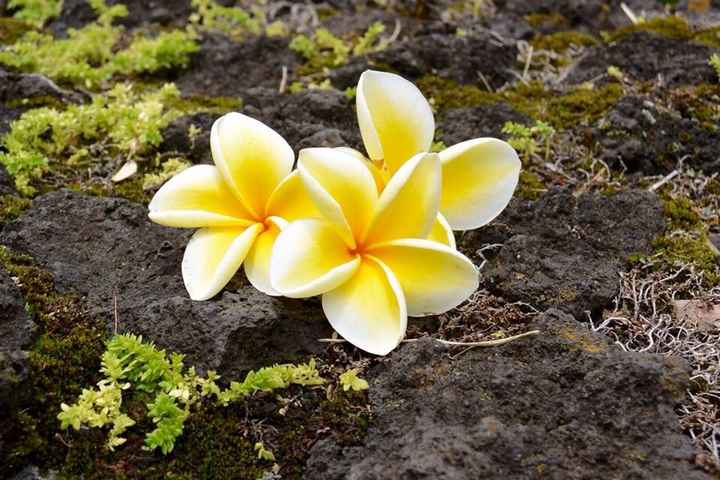 Le hawaii - racconto di un viaggio - 7