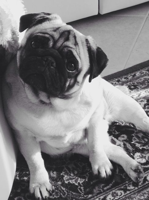 Chi di voi sposine ha dei cani ? - 2