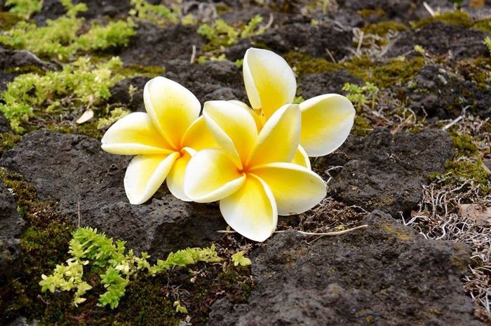 Le hawaii - racconto di un viaggio - 7