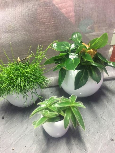 set piante verdi aperitivo