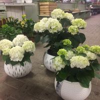 set ortensie bianche cerimonia