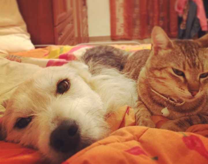 Le foto dei vostri animali - 2