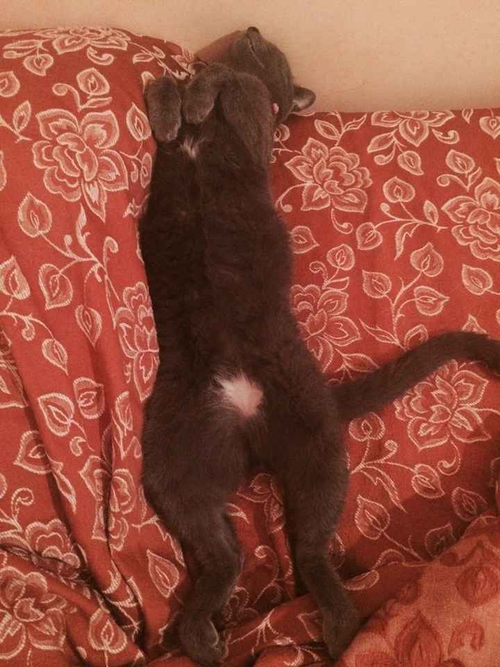 Le foto dei vostri animali - 3