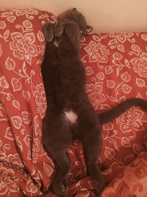 Le foto dei vostri animali - 3