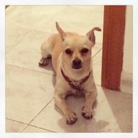 Le foto dei vostri animali - 1