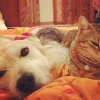 Le foto dei vostri animali - 2