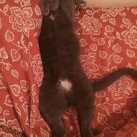 Le foto dei vostri animali - 3