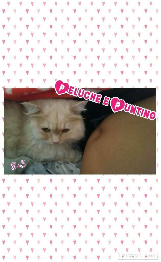 L'arrivo dei nostri pupi e le reazioni dei pelosetti - 1