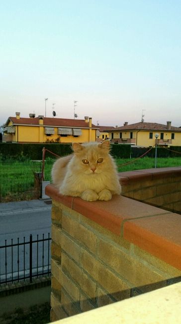 I nostri amici a 4 zampe - 1