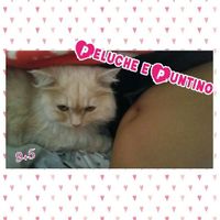 L'arrivo dei nostri pupi e le reazioni dei pelosetti - 1