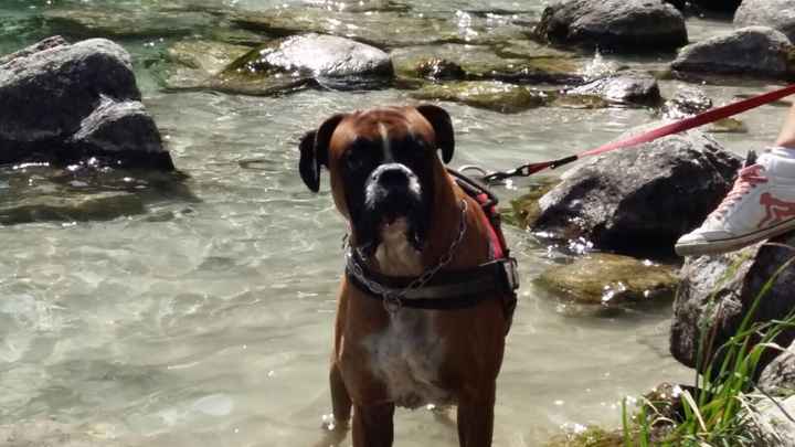 I nostri animali ♥️ - 2