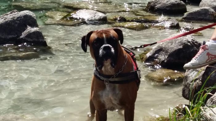 I nostri animali ♥️ - 2