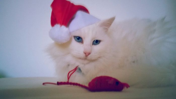 Animaletti pelosi. - 1