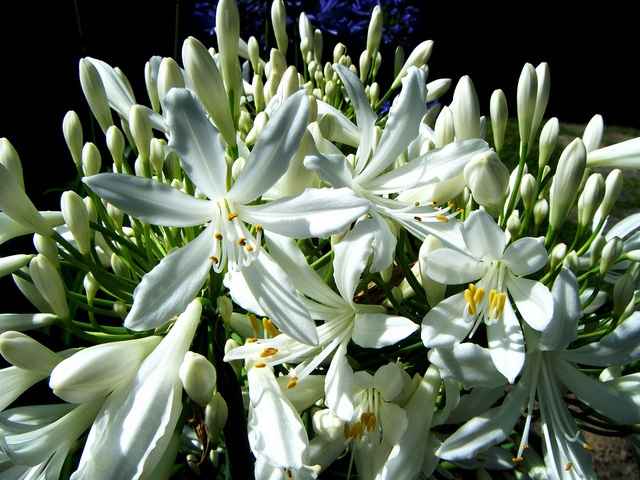 AGAPANTHUS